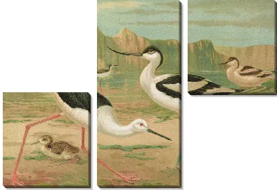 Картина Химантопус hisantopus, Recurvirostra avocetta