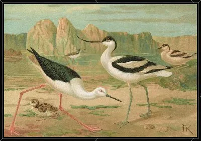 Картина Химантопус hisantopus, Recurvirostra avocetta