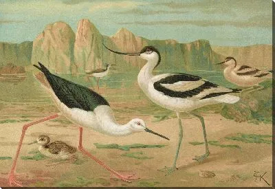 Картина Химантопус hisantopus, Recurvirostra avocetta