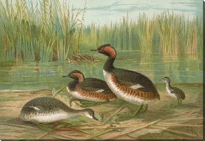 Картина Черный колимбус