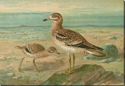 Картина Эдикнемус