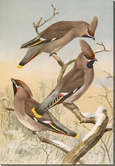 Картина Ампелис Гаррулюс