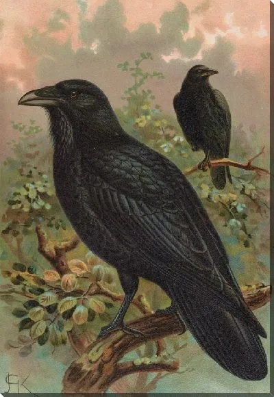 Картина Ворон