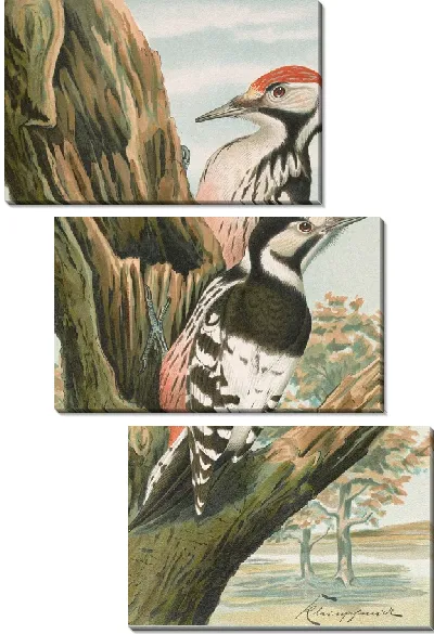 Картина Дендрокопус лейконотус