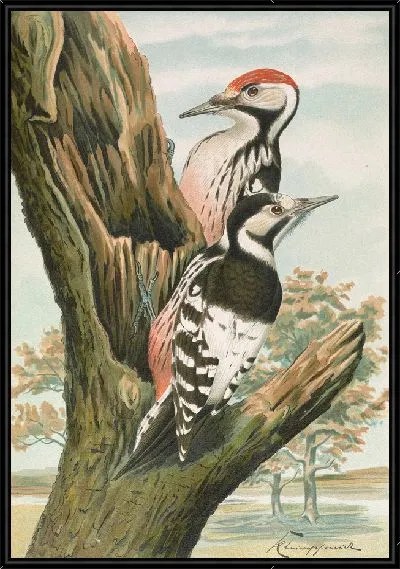 Картина Дендрокопус лейконотус