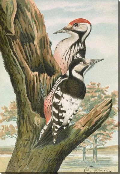 Картина Дендрокопус лейконотус