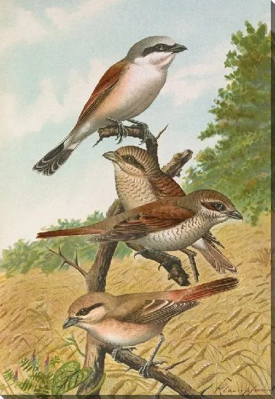 Картина Ланиус коллурио, Ланиус Изабеллинус Эренберг