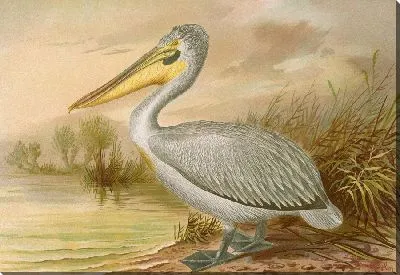 Картина Пелеканус Криспус