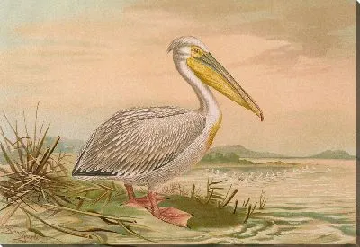 Картина Пелеканус онокроталус