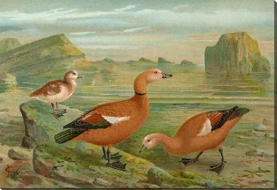 Картина Тадорна казарка