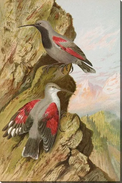 Картина Тиходрома мурария