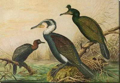 Картина Фалакрокоракс карбо, Фалакрокоракс грацулус, Фалакрокоракс пигмеус (2)