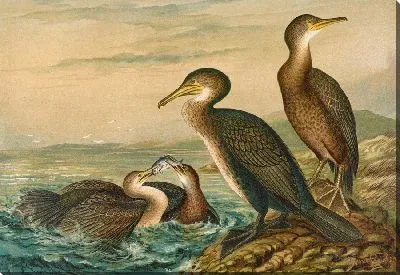 Картина Фалакрокоракс карбо, Фалакрокоракс грацулус, Фалакрокоракс пигмеус