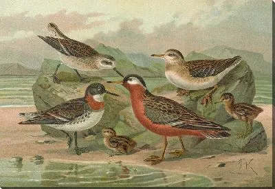 Картина Фаларопус лобатус