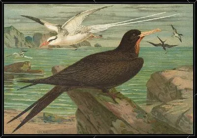 Фаэтон эфирей, Фрегата аквила