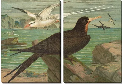 Фаэтон эфирей, Фрегата аквила