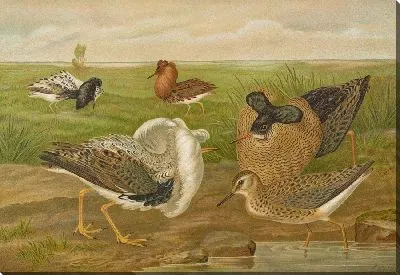 Картина Филомах пугнакс (2)