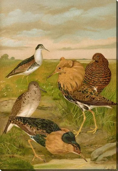 Картина Филомах пугнакс