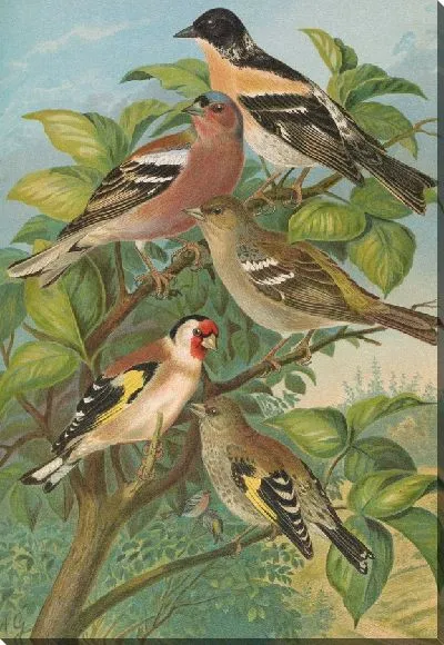 Картина Экологическая монтифрингилья, Экологические знаменитости, Кардуэлис Кардуэлис