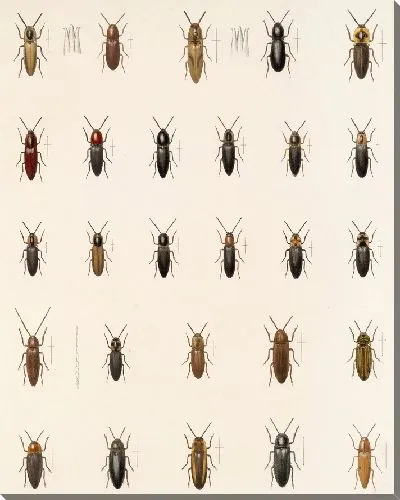 Картина Жуки (1879-1915) №150