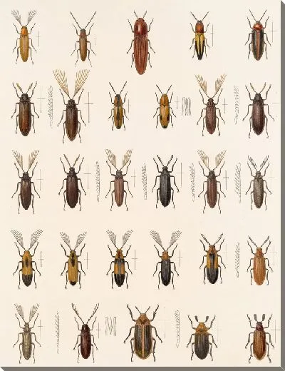 Картина Жуки (1879-1915) №153