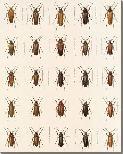 Картина Жуки (1879-1915) №154