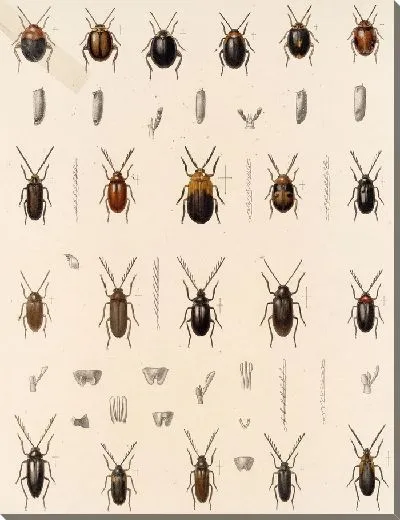 Картина Жуки (1879-1915) №156