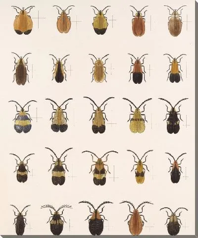 Картина Жуки (1879-1915) №157