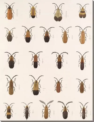 Картина Жуки (1879-1915) №158