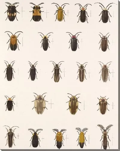 Картина Жуки (1879-1915) №159