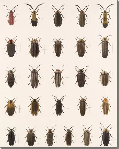 Картина Жуки (1879-1915) №160