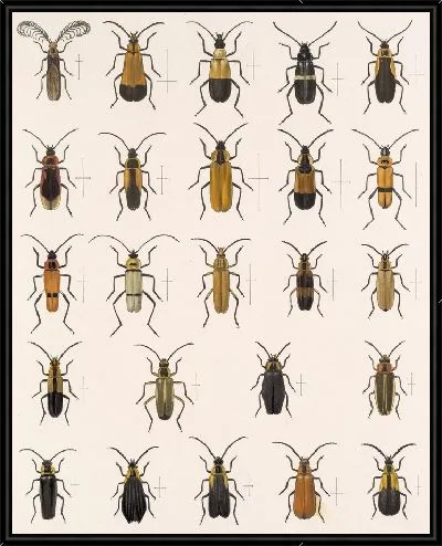 Картина Жуки (1879-1915) №161