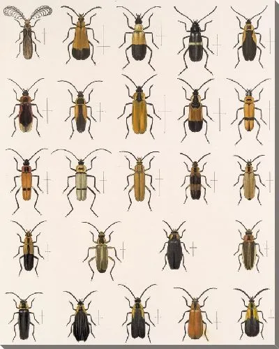 Картина Жуки (1879-1915) №161