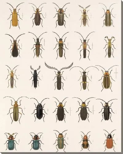 Картина Жуки (1879-1915) №162