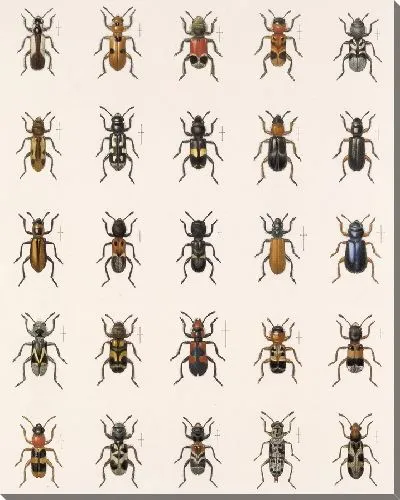 Картина Жуки (1879-1915) №164