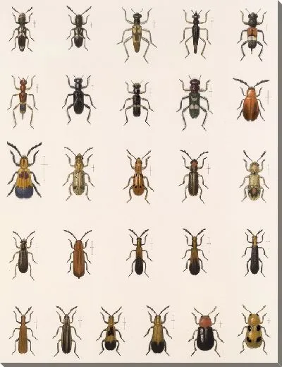 Картина Жуки (1879-1915) №165