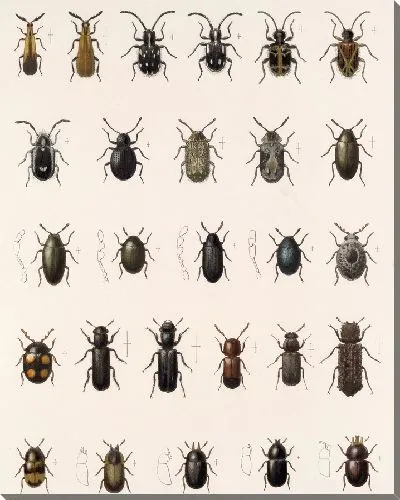 Картина Жуки (1879-1915) №166