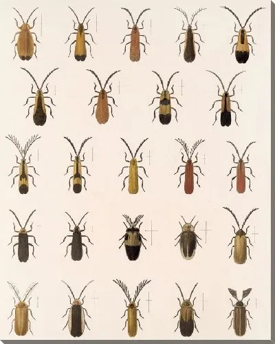 Картина Жуки (1879-1915) №167