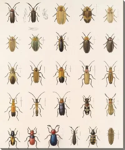 Картина Жуки (1879-1915) №168