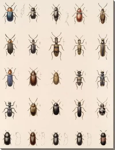 Картина Жуки (1879-1915) №169