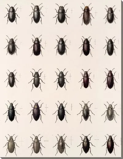 Картина Жуки (1879-1915) №170