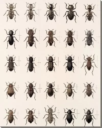 Картина Жуки (1879-1915) №171