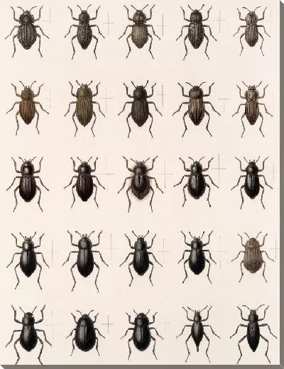 Картина Жуки (1879-1915) №172