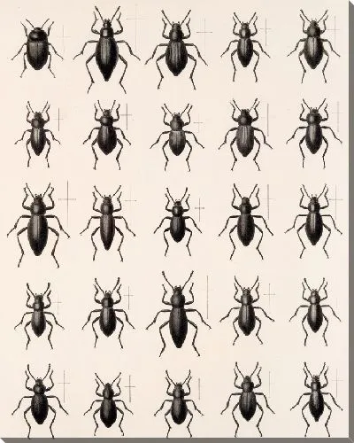 Картина Жуки (1879-1915) №173