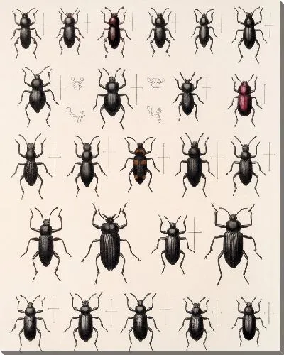 Картина Жуки (1879-1915) №174