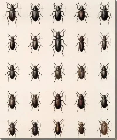 Картина Жуки (1879-1915) №175