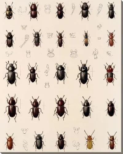 Картина Жуки (1879-1915) №176