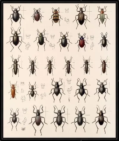 Картина Жуки (1879-1915) №180