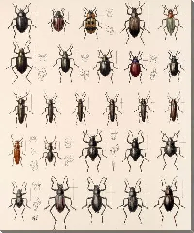 Картина Жуки (1879-1915) №180