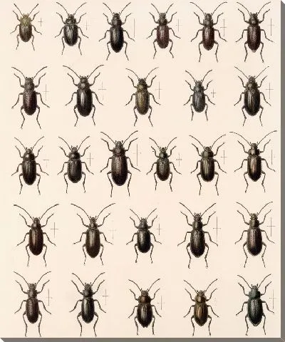 Картина Жуки (1879-1915) №182